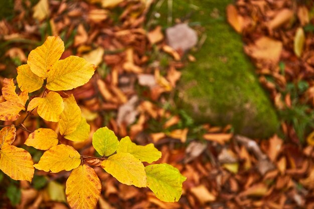 Hojas amarillas en el bosque de otoño Montañas de los Cárpatos Ucrania Rutas de senderismo y caminatas en la cresta de Borzhava Área rural de las montañas de los Cárpatos en otoño