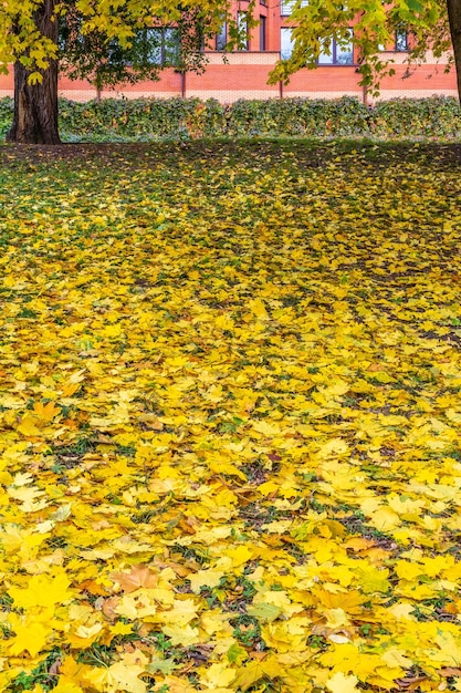 Hojas amarillas caídas en la ciudad el día de otoño