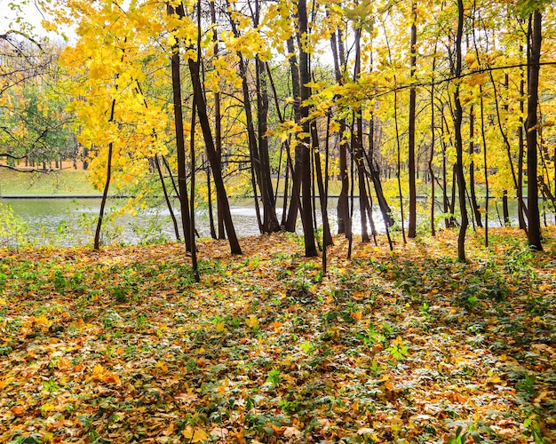 Hojas amarillas caídas sobre la hierba verde cerca de un lago en un parque en un día soleado de fondo de otoño