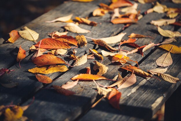 Hojas amarillas caídas sobre una mesa de madera. frio de otoño