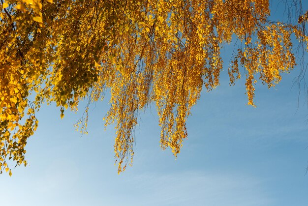 Hojas amarillas contra un cielo azul Atmosfera de otoño