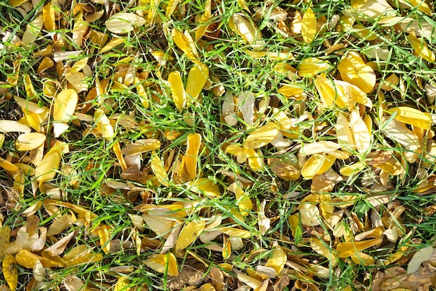 Las hojas amarillas se encuentran en la hierba Vista superior El concepto de cambio de temporada