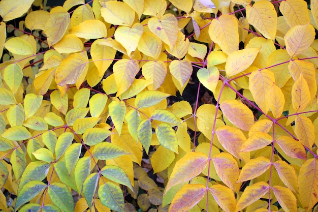 Hojas amarillas y naranjas de otoño hermoso fondo