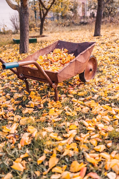 Hojas amarillas y naranjas en una vieja carretilla oxidada en el parque en un día de otoño follaje amarillo en