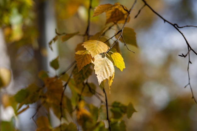 Hojas amarillas o secas en las ramas de los árboles en hojas de otoño de tilo abedul