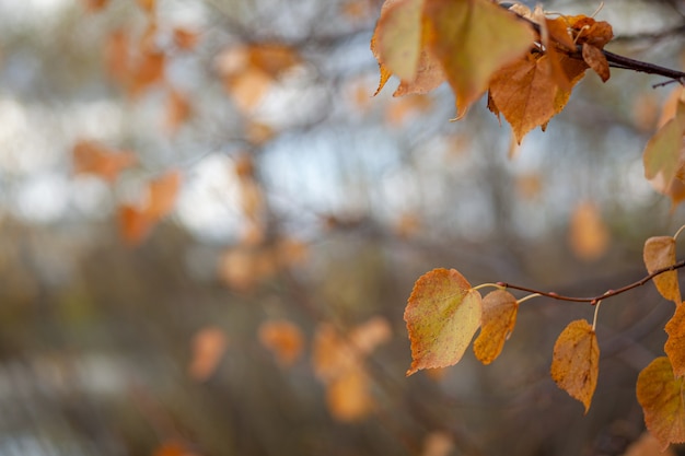 Hojas amarillas o secas en las ramas de los árboles en otoño. Hojas de abedul, tilo y otros árboles en las ramas. Hay un espacio vacío para el texto.