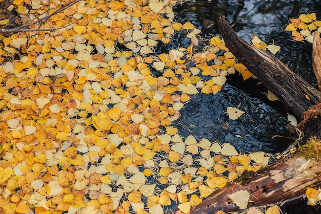 Las hojas amarillas otoñales flotan en un remanso cerca del enganche bajo el sol dorado. Hojas de otoño amarillas sobre la superficie del agua en la luz del sol de oro. Fondo de naturaleza hermosa soleada con hojas caídas en el agua en tiempo de caída