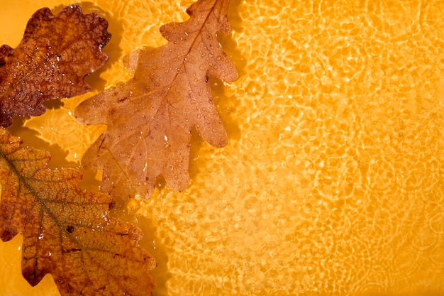 Hojas amarillas de otoño en el agua bajo la lluvia Fondo de otoño moderno creativo