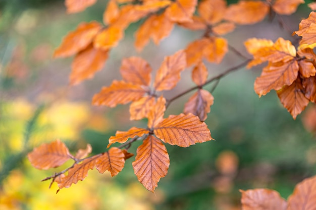 Hojas amarillas de otoño en un árbol en el tiro macro del bosque