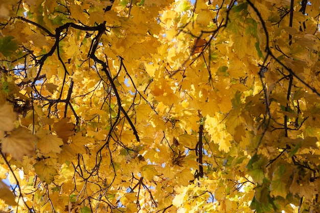 hojas amarillas de otoño en un árbol