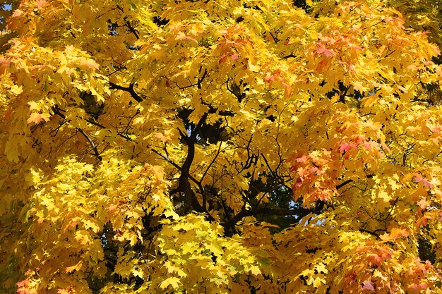 Hojas amarillas de otoño en arces amarillos