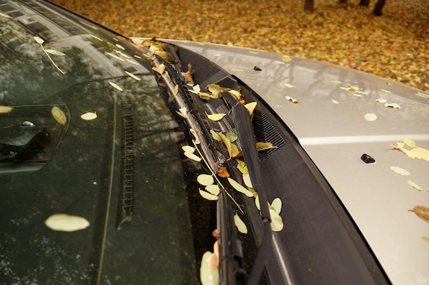 Hojas amarillas de otoño en un auto