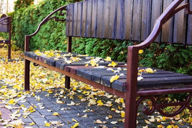 Hojas amarillas de otoño en un banco del parque