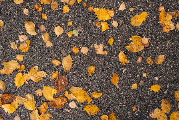 Hojas amarillas de otoño caídas sobre el asfalto Fondo de otoño natural