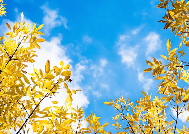 Hojas amarillas de otoño en cielo azul