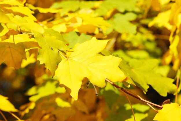 Las hojas amarillas de otoño se cierran contra el follaje verde