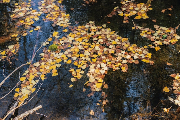 Las hojas amarillas de otoño flotan en remansos poco profundos bajo un sol dorado. Hojas de otoño amarillas sobre la superficie del agua en la luz del sol de oro. Fondo de naturaleza hermosa soleado con hojas caídas en el agua. Telón de fondo de otoño