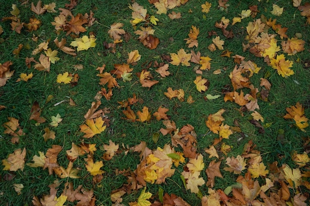 Hojas amarillas de otoño en la hierba verde del parque de otoño de césped