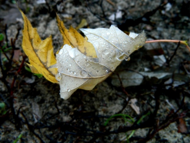 Hojas amarillas en otoño en el jardín. foto de alta calidad