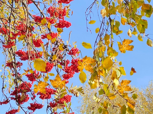 Hojas amarillas de otoño, paisaje de temporada fría de bayas de ceniza roja