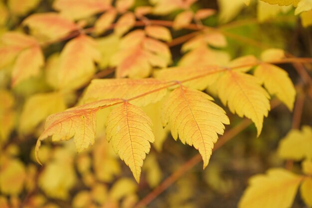 Hojas amarillas de otoño en el primer plano de los árboles