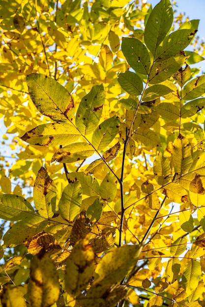 Hojas amarillas de otoño. Rama de un árbol de otoño