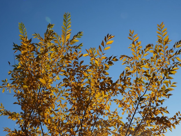 hojas amarillas de otoño sobre un fondo de cielo azul