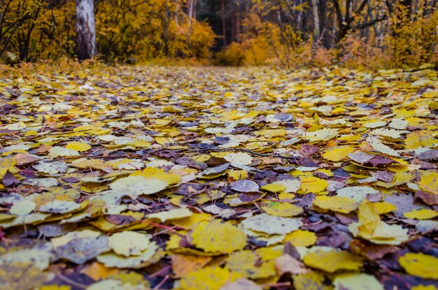 Hojas amarillas de otoño en el suelo del bosque.