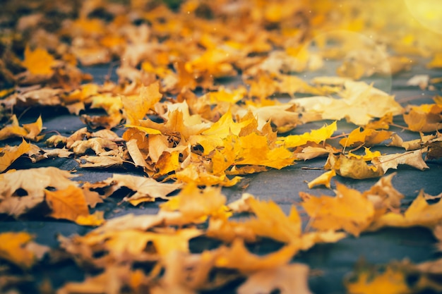 Hojas amarillas de otoño en el suelo en el parque. Otoño