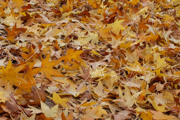 Hojas amarillas de otoño en el suelo