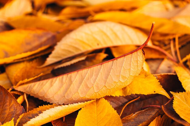 Las hojas amarillas de otoño yacen en el suelo