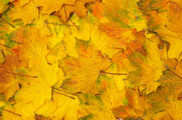 Hojas amarillas de otoño