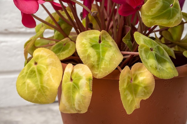 Hojas amarillas en el primer plano de la planta de ciclamen La gente comete un error con el cuidado de las plantas de interior y el cultivo de plantas de interior