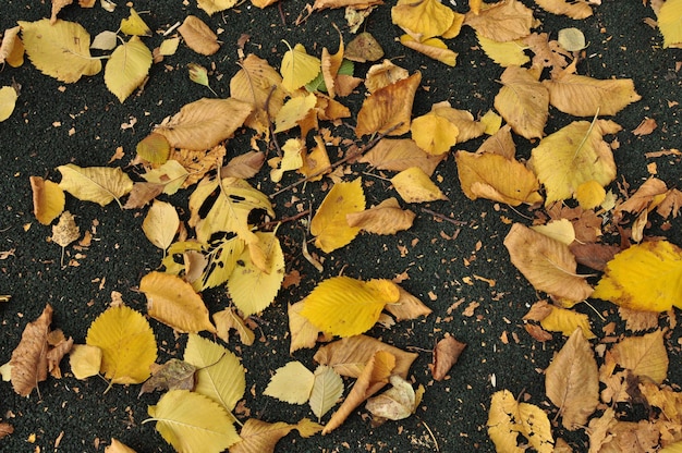 Las hojas amarillas que han caído de los árboles yacen sobre el asfalto. Fondo, textura de hojas.