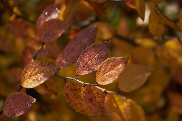 hojas amarillas en una rama de árbol