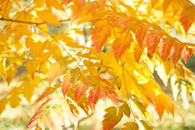 Hojas amarillas en una rama en el primer plano del parque de otoño