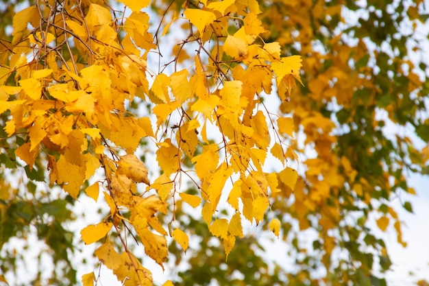 Hojas amarillas en las ramas del árbol contra el cielo