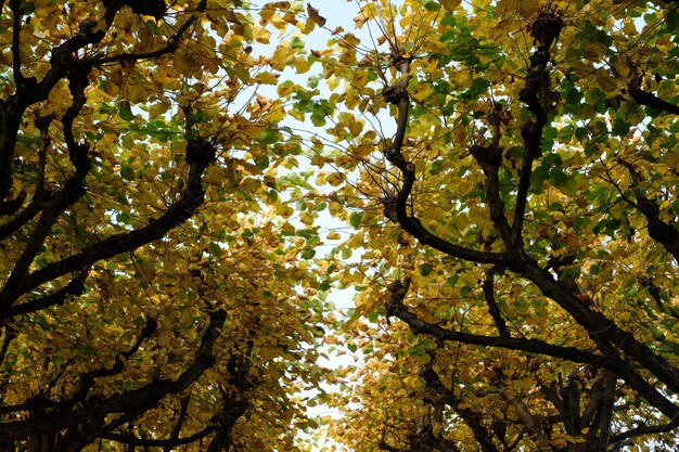 Hojas amarillas en las ramas de los árboles en otoño