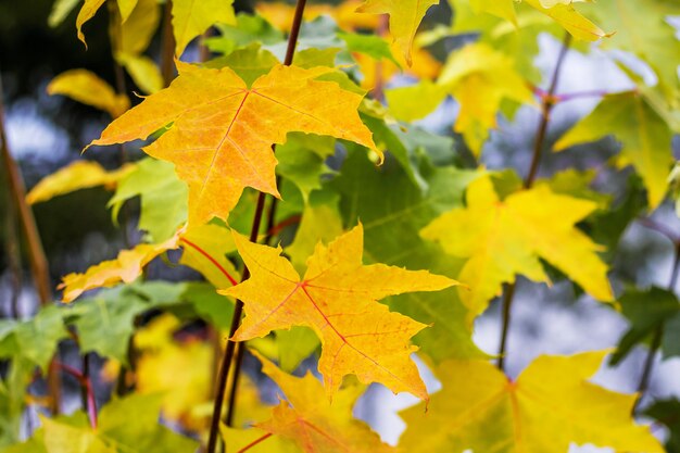 Hojas amarillas en las ramas del arce en el bosque de otoño