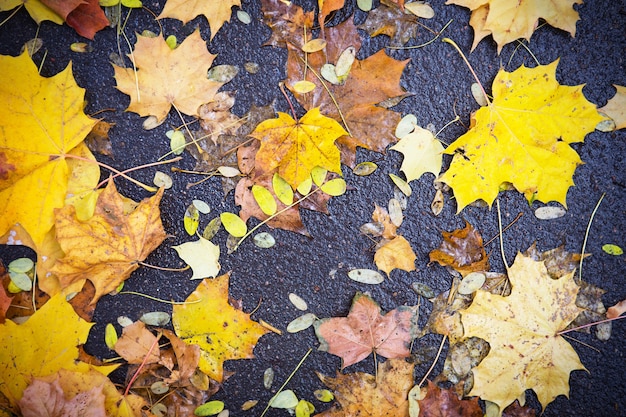 Hojas amarillas secas caídas sobre el asfalto. Fondo de otoño, patrón natural