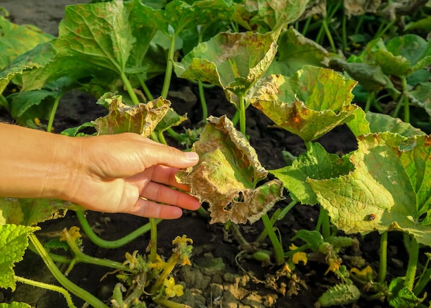 hojas amarillas secas estropeadas de pepinos. enfermedad del pepino, problema de plagas, concepto de cultivo de pepino