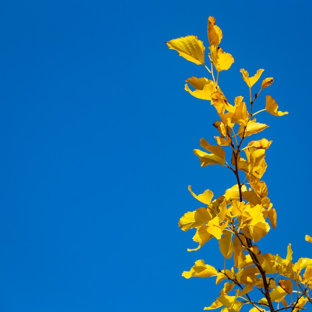 hojas amarillas sobre un fondo de cielo azul