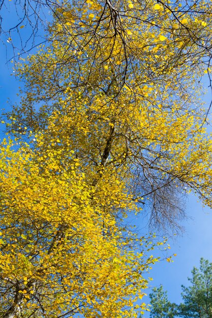 Hojas amarillas sobre fondo de cielo azul