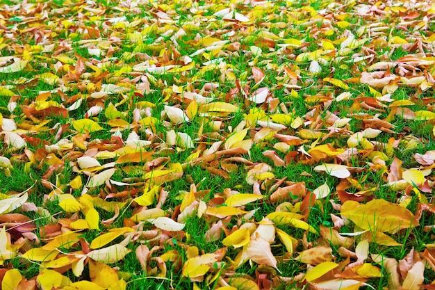 Hojas amarillas sobre una hierba verde