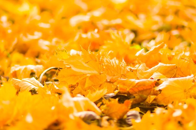 Hojas amarillas en el suelo Hojas doradas en el parque de otoño Patrón de otoño con hojas caídas