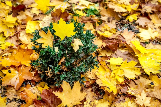 Hojas amarillas en el suelo del parque. Patrón de hojas de otoño