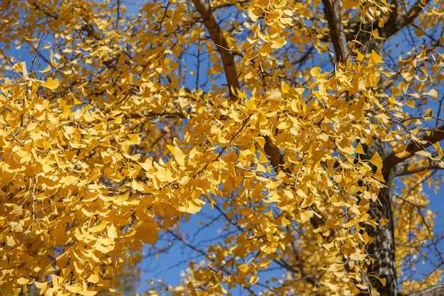 Hojas amarillas en temporada de otoño
