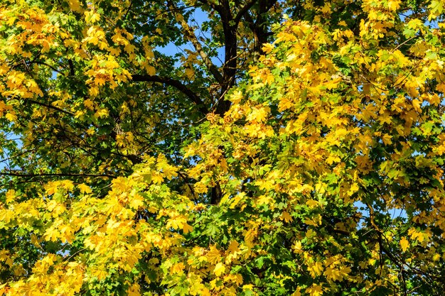 Hojas amarillas y verdes en un árbol de arce en otoño