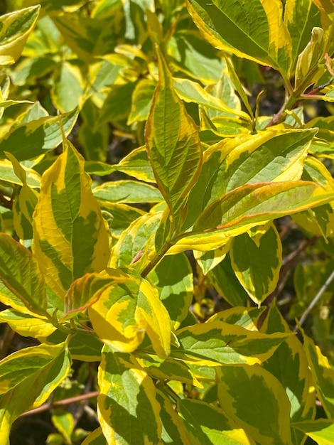 Hojas amarillas y verdes en un arbusto en el parque Naturaleza