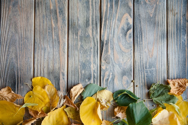 Hojas amarillas y verdes caídas sobre fondo de madera gris áspero angustiado. otoño flora naturaleza y botánica. concepto de espacio de copia.